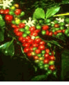 Coffee Plant, kafae ; kopi ; kaphi ; kafe ; gafae (Ca-phe