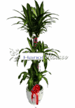 Congratulations - Grand Opening Flowers Hoa Chuc Mung