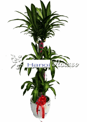 Congratulations - Grand Opening Flowers Hoa Chuc Mung