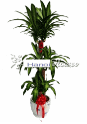 Congratulations - Grand Opening Flowers Hoa Chuc Mung