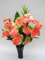 Coral Anthuriums Tropical Flower