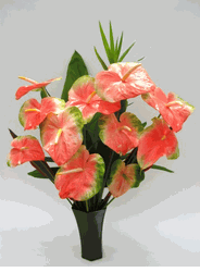 Coral Anthuriums Tropical Flower