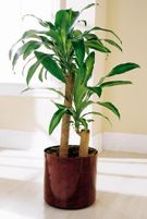 Corn Plant