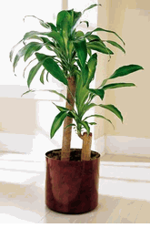 Corn Plant