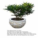 cotong-Codiaeum variegatum croton