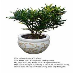 cotong-Codiaeum variegatum croton