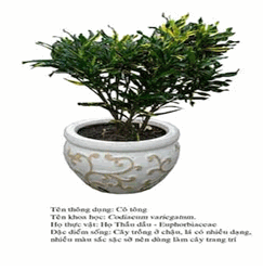 cotong-Codiaeum variegatum croton