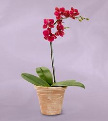 Crimson Orchid Plant