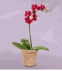 Crimson Orchid Plant