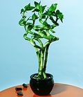 Curling Lucky Bamboo 