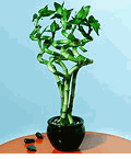 Curling Lucky Bamboo 