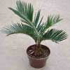 Cycad (Thin Tu&#7871;)- 