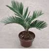 Cycad (Thi�n Tuế)- 
