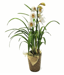 Cymbidium 