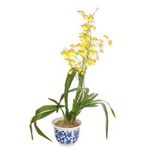 Cymbidium Orchid