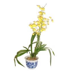 Cymbidium Orchid
