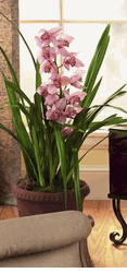 Cymbidium Orchid 