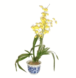 Cymbidium Orchid