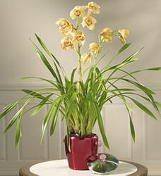  New Year's Cymbidium Orchid  Hoa Dia lan 2 Stems