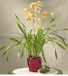  New Year's Cymbidium Orchid  Hoa Dia lan 2 Stems