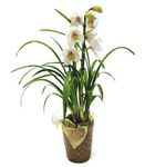 Cymbidium orchid plant 