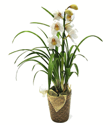 Cymbidium orchid plant 