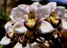 Cymbidium orchids 4 stemes