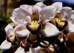 Cymbidium orchids 4 stemes