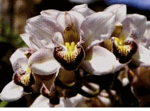 Cymbidium orchids 4 stemes