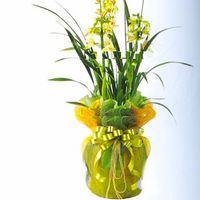 Cymbidium orchids