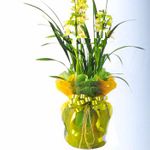 Cymbidium orchids