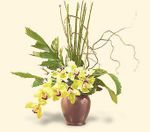 Cymbidium Orchids