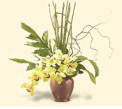 Cymbidium Orchids