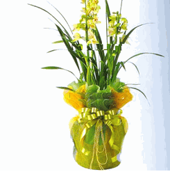 Cymbidium orchids