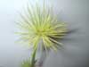 Cyperus, Papyrus (Thu&#7927; Trc)- 