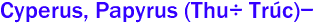 Cyperus, Papyrus (Thu&#7927; Trc)- 
