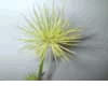 Cyperus, Papyrus (Thuỷ Tr�c)- 