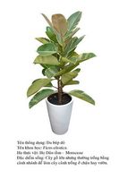dabupdo- ficus 