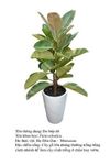 dabupdo- ficus 