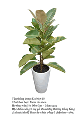 dabupdo- ficus 