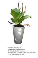 daide-Anthurium