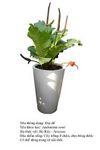 daide-Anthurium