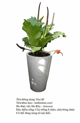 daide-Anthurium