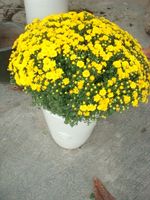 Daisy bloom plants 2 pots