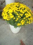 Daisy bloom plants 2 pots