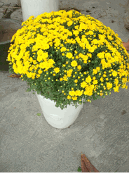 Daisy bloom plants 2 pots