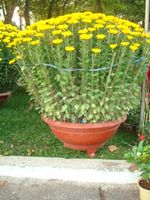 Daisy Chrysanthemum 1 pot