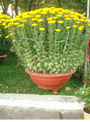 Daisy Chrysanthemum 1 pot