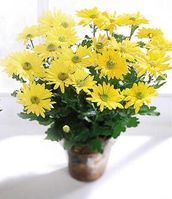 Daisy Chrysanthemum 