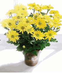 Daisy Chrysanthemum 